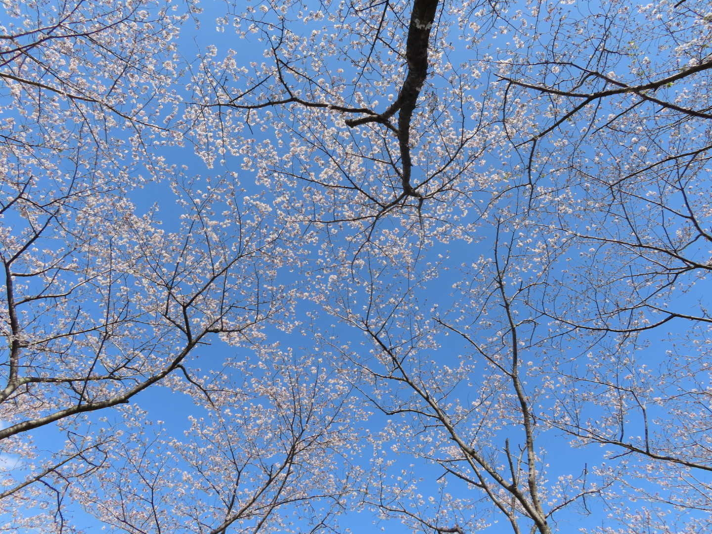 桜風景２