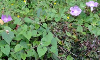 「必ず知っておきたい　犬と猫に危険な有毒植物図鑑」読み進めています。庭や道でよく見る草花にも、危険があるようです。お気を付けください。