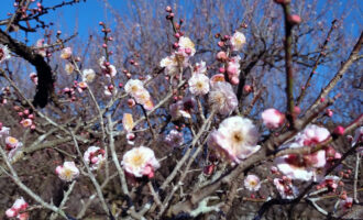 少し暖かくなり藤川天神の梅も咲き始めました。ワンちゃん、ネコちゃんで、何か気になったことがあれば、いつでもご相談ご連絡下さい。