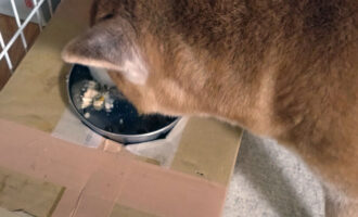 シニア犬の食器、少し高くしてあげると食べやすいです。