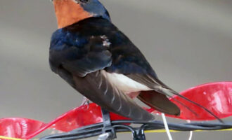 暖かくなりました。 犬猫のノミ、ダニ、フィラリアの予防を始めましょう。