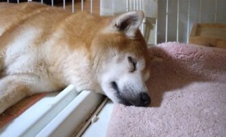 昨日は狂犬病の集合注射の担当でした。