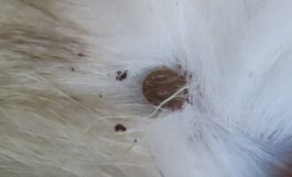 ノミ、マダニの予防をしましょう。